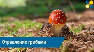 В Татарстане растет число отравлений грибами